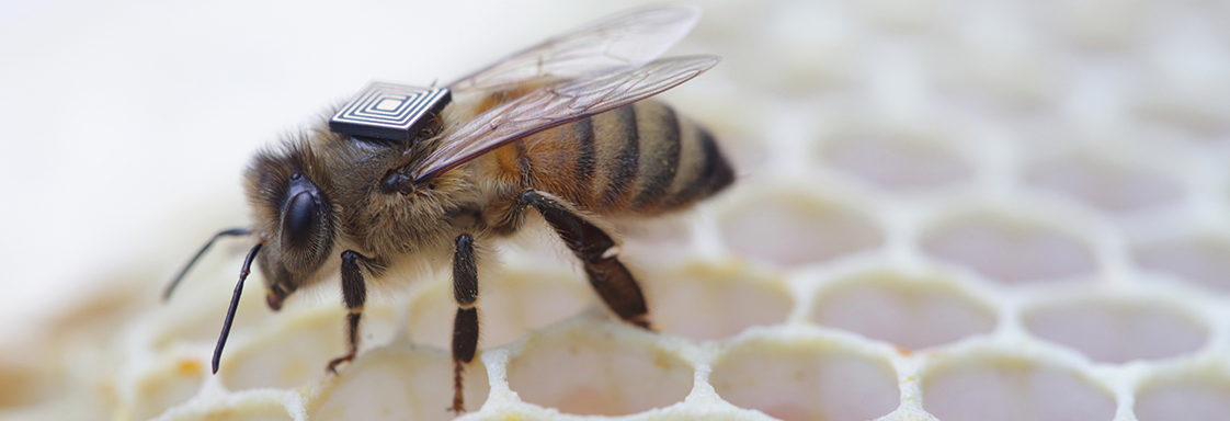 Un'ape dotata di chip NFC
